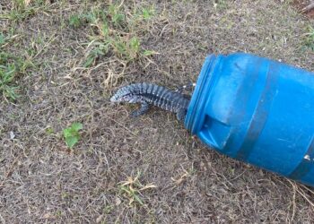 Corpo de Bombeiros de Arcos captura lagarto teiú em residência no bairro Brasília