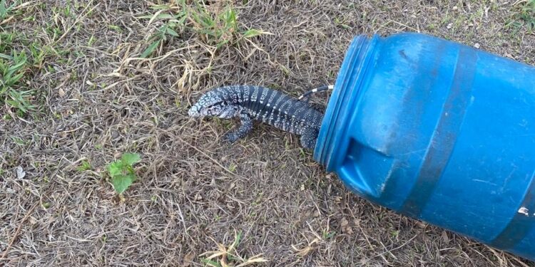 Corpo de Bombeiros de Arcos captura lagarto teiú em residência no bairro Brasília