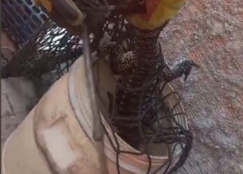 Bombeiros capturam lagarto teiú preso em tubulação de residência no Novo Santo Antônio