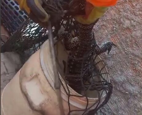 Bombeiros capturam lagarto teiú preso em tubulação de residência no Novo Santo Antônio