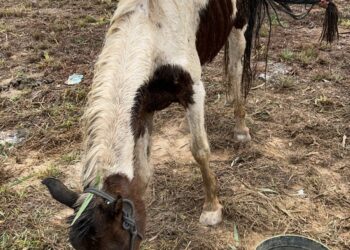 Bombeiros encontram égua desidratada em lote vago no bairro Serra Verde, em Formiga