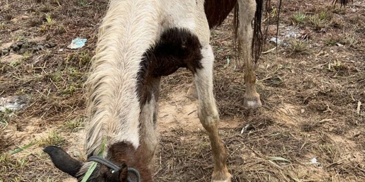 Bombeiros encontram égua desidratada em lote vago no bairro Serra Verde, em Formiga