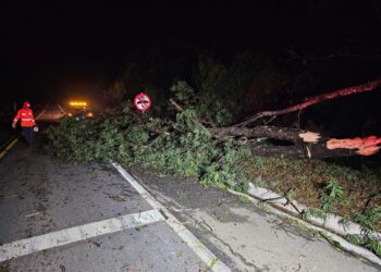Árvores caem sobre a MG-050 após fortes chuvas