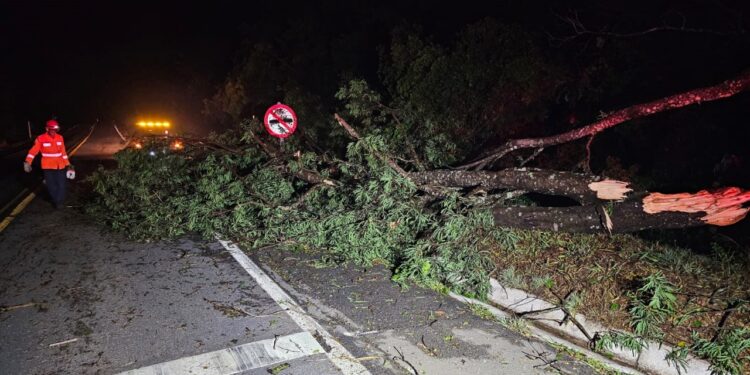 Árvores caem sobre a MG-050 após fortes chuvas