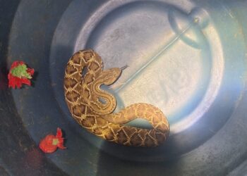 Cascavel é capturada em bairro residencial de Arcos