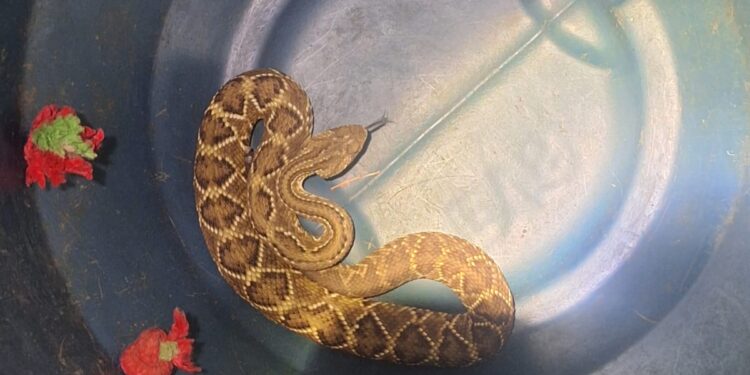 Cascavel é capturada em bairro residencial de Arcos