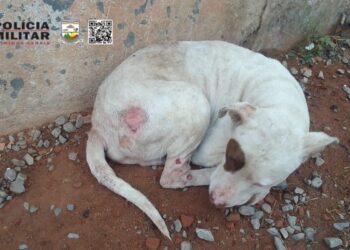 Polícia Militar de Meio Ambiente prende homem por maus-tratos a cães em Formiga