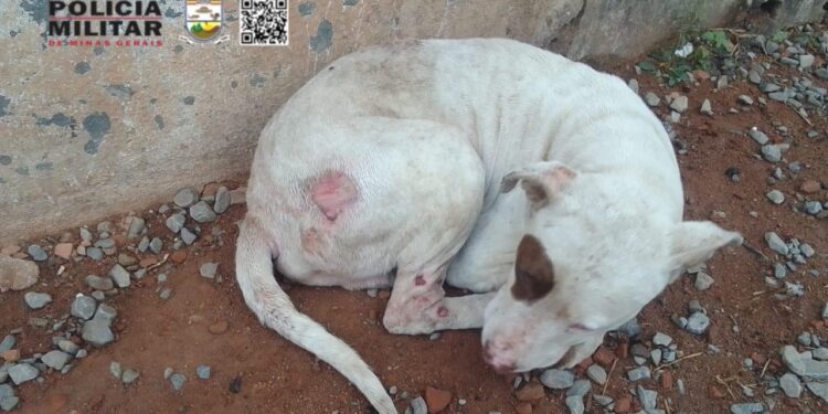Polícia Militar de Meio Ambiente prende homem por maus-tratos a cães em Formiga
