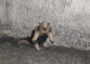 Tamanduá-mirim é resgatado pelo Corpo de Bombeiros em Formiga