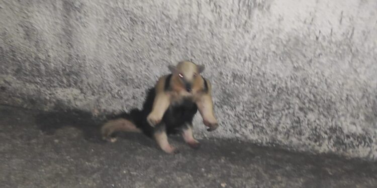 Tamanduá-mirim é resgatado pelo Corpo de Bombeiros em Formiga