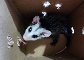 Corpo de Bombeiros de Formiga resgata filhote de gambá levado por morador à corporação