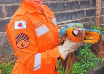 Bombeiros resgatam arara-canindé em risco no bairro Novo Santo Antônio