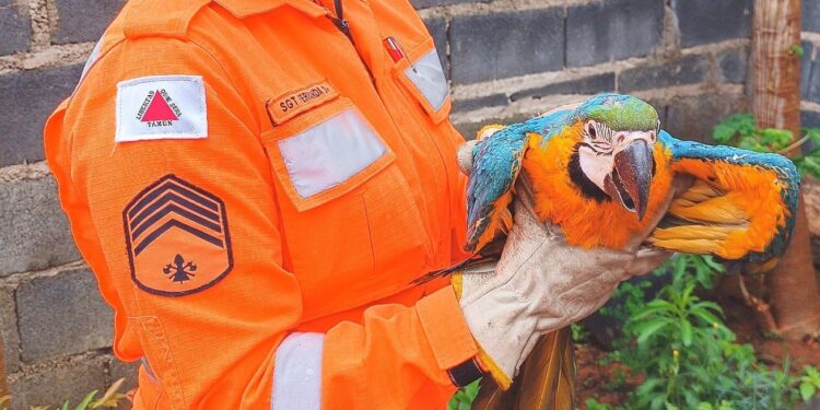 Bombeiros resgatam arara-canindé em risco no bairro Novo Santo Antônio