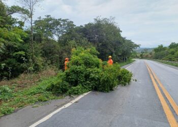 Corpo de Bombeiros realiza corte de árvore caída e libera trânsito na BR-354 em Formiga