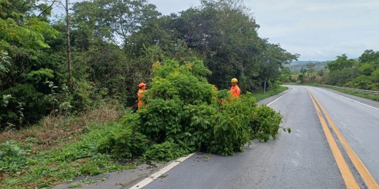 Corpo de Bombeiros realiza corte de árvore caída e libera trânsito na BR-354 em Formiga
