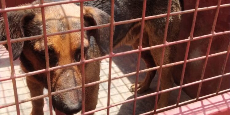Bombeiros resgatam cachorro ferido após ataque de outros cães em condomínio de Formiga