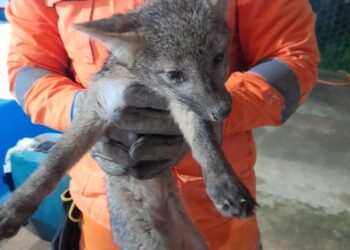 Filhote de raposa é resgatado em situação de risco na Zona Rural de Arcos