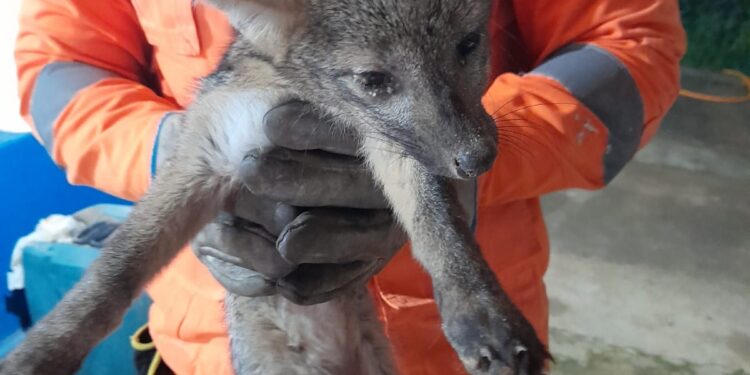 Filhote de raposa é resgatado em situação de risco na Zona Rural de Arcos