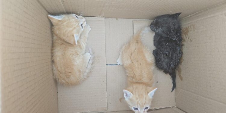 Bombeiros realizam resgate de filhotes de gato presos entre muros em Formiga