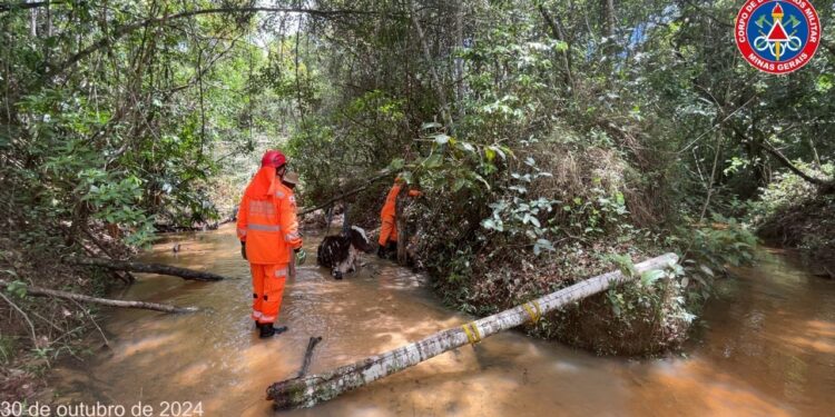 Bombeiros resgatam vaca atolada em córrego na zona rural de Formiga