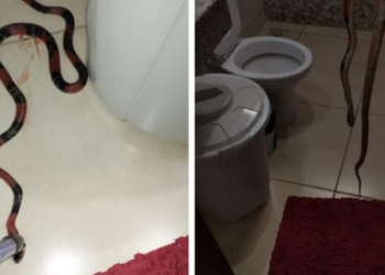 Jardim das Acácias: cobra coral, de cerca de um metro, é encontrada em banheiro