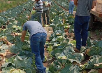 Banco de alimentos recebe mais de uma tonelada de alimentos doados