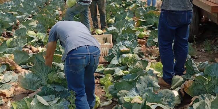 Banco de alimentos recebe mais de uma tonelada de alimentos doados