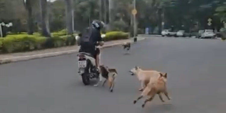Ataques de cães a motociclistas e pedestres seguem sendo registrados em vários pontos de Formiga