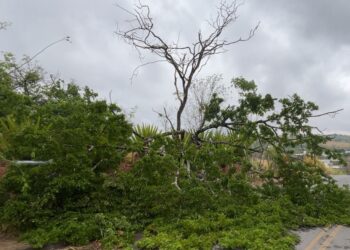 Chuva provoca queda de árvore no bairro Serra Verde