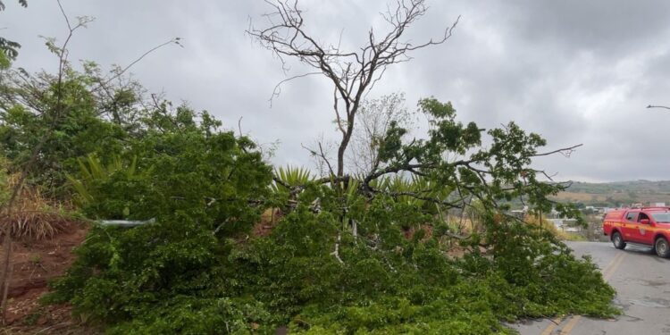 Chuva provoca queda de árvore no bairro Serra Verde