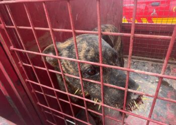 Cachorro ferido é resgatado no bairro Mangabeiras, em Formiga