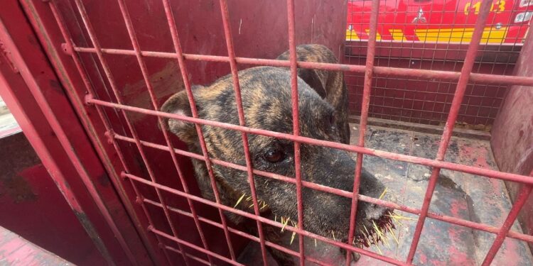 Cachorro ferido é resgatado no bairro Mangabeiras, em Formiga