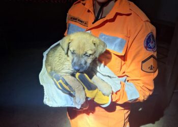 Cadelinha é salva e adotada em Arcos
