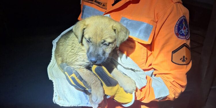 Cadelinha é salva e adotada em Arcos