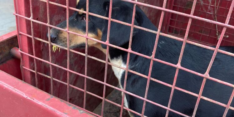 Cachorro é resgatado após ataque de ouriço-cacheiro no bairro Souza e Silva, em Formiga