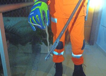 Bombeiros capturam cobra-cipó-marrom em residência do bairro São Lourenço, em Formiga