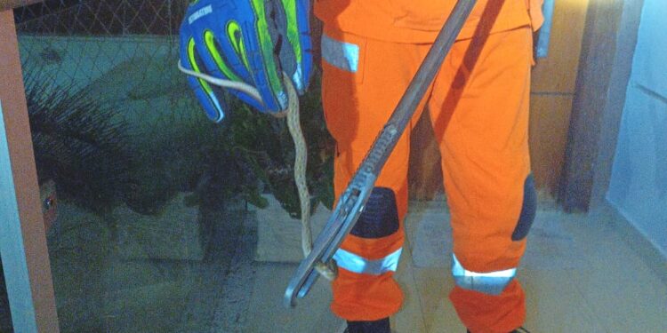 Bombeiros capturam cobra-cipó-marrom em residência do bairro São Lourenço, em Formiga
