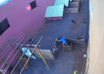 Criança invade hospital veterinário e mata mais de 20 animais no Paraná