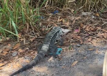 Corpo de Bombeiros de Formiga realiza salvamento de lagarto no bairro Vila Bom Pastor