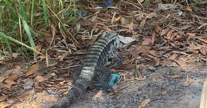 Corpo de Bombeiros de Formiga realiza salvamento de lagarto no bairro Vila Bom Pastor