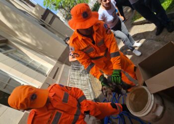 Corpo de Bombeiros resgata gambá na Escola Estadual Jalcira Santos Valadão, em Formiga