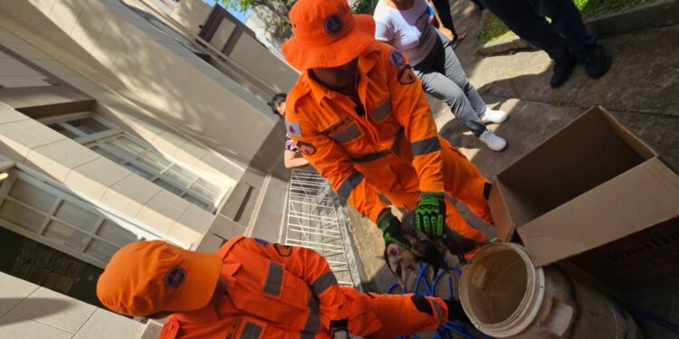 Corpo de Bombeiros resgata gambá na Escola Estadual Jalcira Santos Valadão, em Formiga