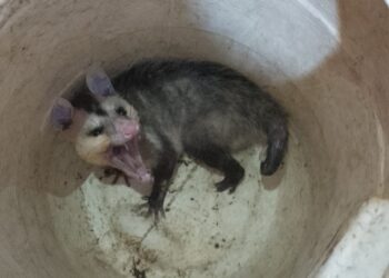 Bombeiros resgatam gambá em residência do bairro Ouro Verde, em Formiga