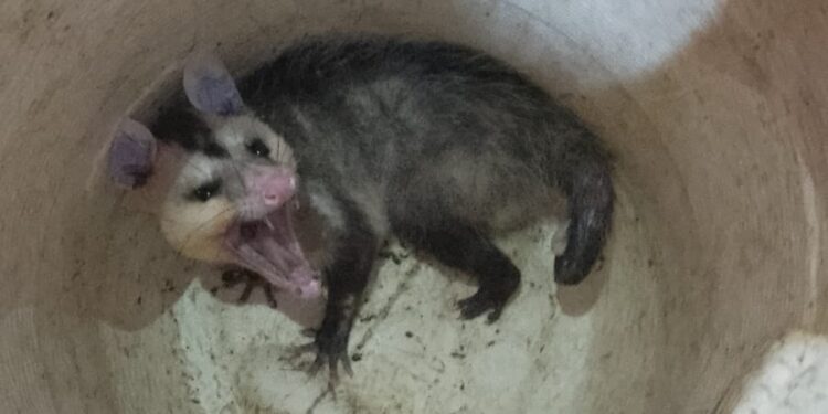 Bombeiros resgatam gambá em residência do bairro Ouro Verde, em Formiga