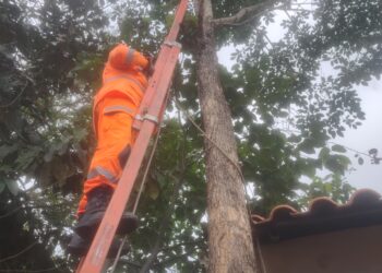 Corpo de Bombeiros de Formiga resgata gato preso em árvore