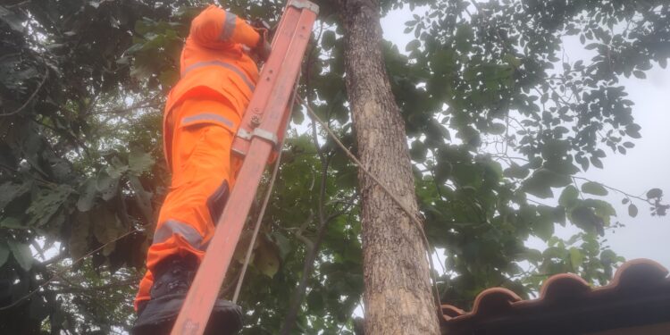 Corpo de Bombeiros de Formiga resgata gato preso em árvore