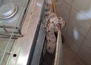 Susto em Arcos: moradores encontram jibóia na cozinha e acionam bombeiros