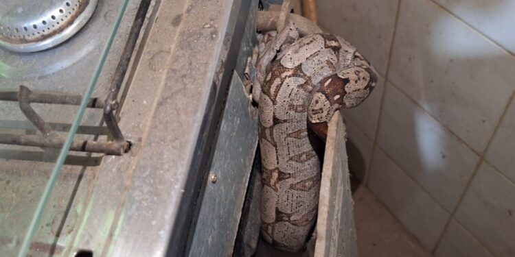 Susto em Arcos: moradores encontram jibóia na cozinha e acionam bombeiros