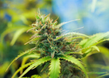 Mãe encontra maconha em mochila e denuncia filho por tráfico