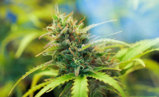 Mãe encontra maconha em mochila e denuncia filho por tráfico